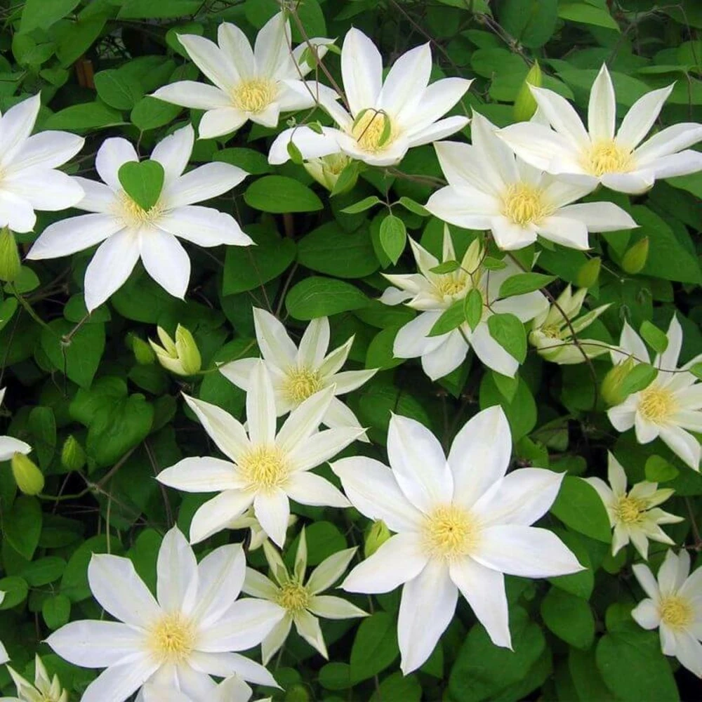 Clématite 'wada's Primrose' - Conteneur 3l 3 Clématite 'wada's Primrose' - Conteneur 3l