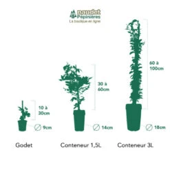 Clématite 'georges Jackman' - Conteneur 3l -VIDA Plantes Magasin 63cf866de27ec4.64487201