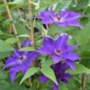 Clématite 'the President' (clematis 'the President') - Conteneur 3l -VIDA Plantes Magasin 63cf867e2469b8.97185179
