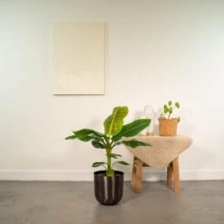 Bananier Nain Cavendish Et Son Cache-pot Noir - H90cm, ø21cm - Grande Plante D'intérieur -VIDA Plantes Magasin 63e484af84d8f879