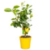 Citrus Limon - Citronnier - Arbre Fruitier - Persistant - ⌀19 Cm - ↕60-70 Cm -VIDA Plantes Magasin 63eb912262b5e2.78878530