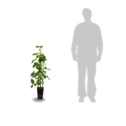 Vigne Vinifera Ampelia® Perdin/pot De 3l - 60/120 Cm -VIDA Plantes Magasin 63ed2bc42a1191.68582054