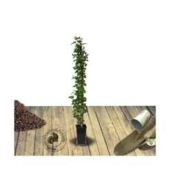 Mûre Fruticosus Little Black Prince®/pot De 3l - 60/80 Cm -VIDA Plantes Magasin 63ed2c58c63039.09279477
