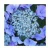 Hortensia Macrophylla Blaumeise/pot De 3l - 20/40 Cm -VIDA Plantes Magasin 63ed2cc7bc2449.68128649
