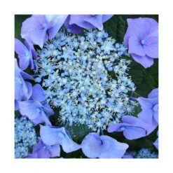 Hortensia Macrophylla Blaumeise/pot De 3l - 20/40 Cm