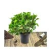 Hortensia Macrophylla Tricolor/pot De 4l - 40/60 Cm 2 Hortensia Macrophylla Tricolor/pot De 4l - 40/60 Cm -VIDA Plantes Magasin 63ed2cd783fbb9.11170209
