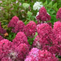 Hortensia Paniculata Framboisine ® 'rensam'/pot De 4l - 40/60 Cm -VIDA Plantes Magasin 63ed2ce2aa6a03.90611395