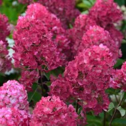 Hortensia Paniculata Framboisine ® 'rensam'/pot De 4l - 40/60 Cm -VIDA Plantes Magasin 63ed2ce2ae0f06.15514889