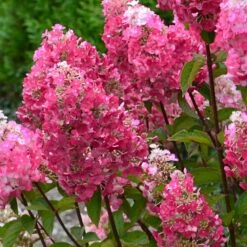 Hortensia Paniculata Framboisine ® 'rensam'/pot De 4l - 40/60 Cm