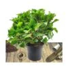 Hortensia Macrophylla Rouge/pot De 7,5l - 40/60 Cm -VIDA Plantes Magasin 63ed2d5c1d2637.83812540
