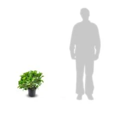 Hortensia Macrophylla Teller Weiss/pot De 4l - 40/60 Cm -VIDA Plantes Magasin 63ed2d5f9a8c25.40754970