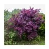 Érable Palmé Palmatum Bloodgood/pot De 4l - 60/120 Cm -VIDA Plantes Magasin 63ed2de2362ca6.63464856