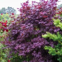 Érable Palmé Palmatum Bloodgood/pot De 4l - 60/120 Cm -VIDA Plantes Magasin 63ed2de241e345.10780115