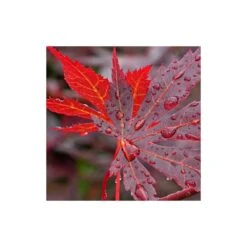 Érable Palmé Palmatum Bloodgood/pot De 4l - 60/120 Cm -VIDA Plantes Magasin 63ed2de245f975.29372801