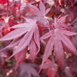 Érable Palmé Palmatum Bloodgood/pot De 4l - 60/120 Cm -VIDA Plantes Magasin 63ed2de24e2d04.79049825