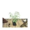 Arbre Aux Papillons Davidii Nanho Purple/pot De 3l - 20/40 Cm -VIDA Plantes Magasin 63ed2df94f8da3.71692623
