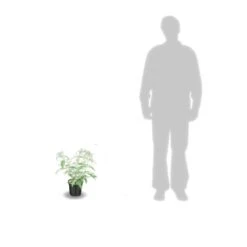 Arbre Aux Papillons Davidii White Profusion/pot De 3l - 20/40 Cm -VIDA Plantes Magasin 63ed2dfb91e5e7.31220120