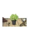 Cèdre Du Japon Japonica Little Champion/pot De 5l - 40/60 Cm -VIDA Plantes Magasin 63ed2f4935b5b5.94081426