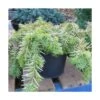 If Commun Baccata Repandens Aurea/godet - 5/20 Cm -VIDA Plantes Magasin 63ed2f5fa91276.23054054