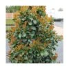 Laurier Palme Laurocerasus Bonaparte® 'flippi01'/pot De 3l - 20/40 Cm -VIDA Plantes Magasin 63ed2f83965682.95781842