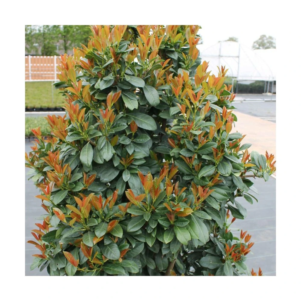 Laurier Palme Laurocerasus Bonaparte® 'flippi01'/pot De 3l - 20/40 Cm 3 Laurier Palme Laurocerasus Bonaparte® 'flippi01'/pot De 3l - 20/40 Cm