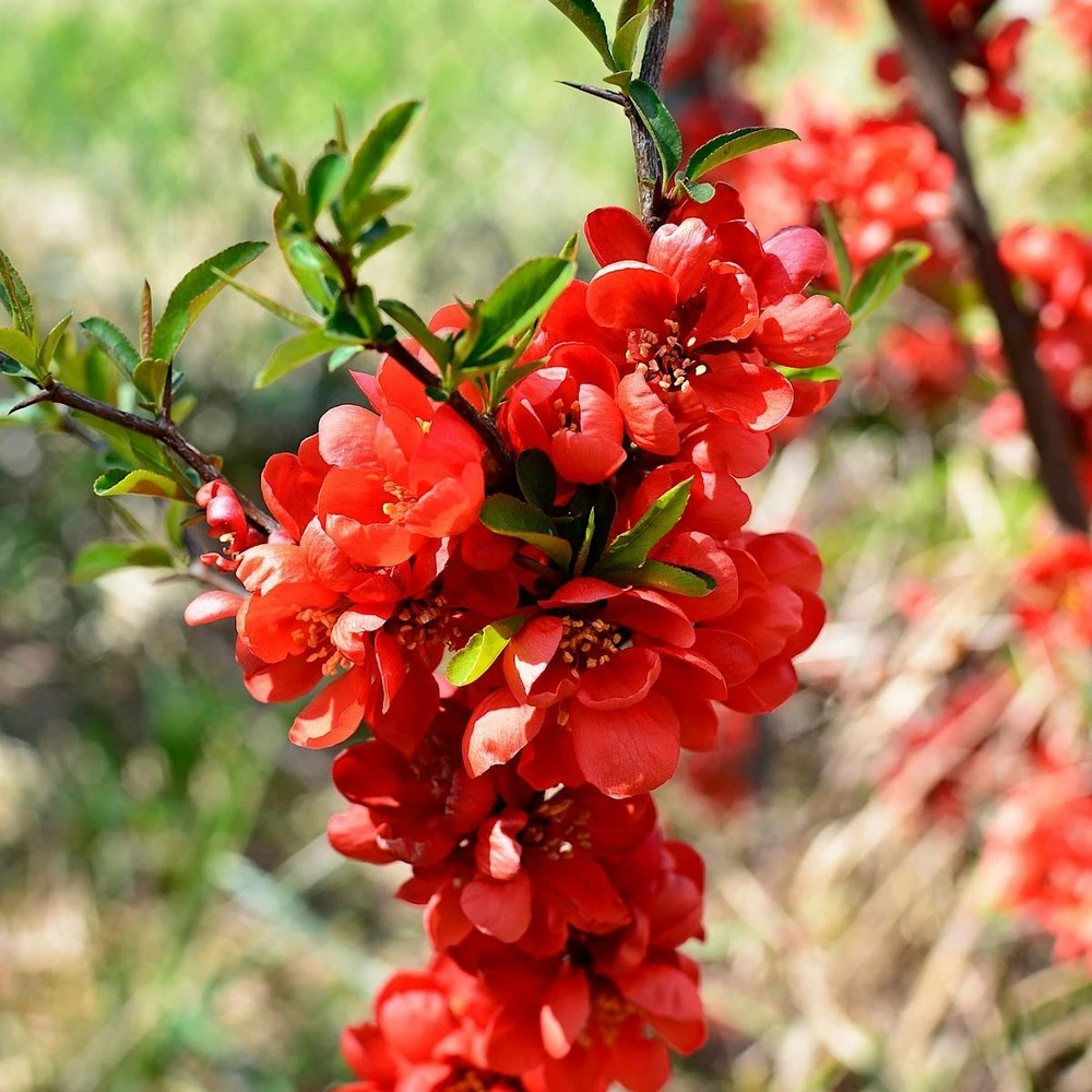 Cognassier Du Japon Mango Storm® 'mincha01'/pot De 3l - 20/40 Cm 3 Cognassier Du Japon Mango Storm® 'mincha01'/pot De 3l - 20/40 Cm