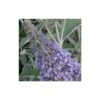 Arbre Aux Papillons Davidii Lochinch/godet - 5/20 Cm -VIDA Plantes Magasin 63ed3012751531.03534670