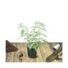 Arbre Aux Papillons Davidii Nanho Purple/pot De 4l - 40/60 Cm -VIDA Plantes Magasin 63ed30190115b8.35679420