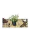 Osmanthe X Burkwoodii/pot De 3l - 40/60 Cm -VIDA Plantes Magasin 63ed364f829ae5.39486400