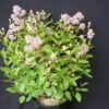 Ceanothe Pallidus Perle Rose/pot De 3 L - 40/50 Cm -VIDA Plantes Magasin 63ed3650894ea1.26002932