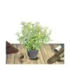 Escallonia X Donard Radiance/pot De 7,5l - 60/80 Cm -VIDA Plantes Magasin 63ed36846217d9.94417721
