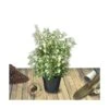 Osmanthe Heterophyllus/pot De 7,5l - 60/80 Cm -VIDA Plantes Magasin 63ed369f32d041.63161541