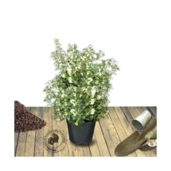 Osmanthe Heterophyllus/pot De 7,5l - 60/80 Cm