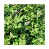 Chèvrefeuille Nitida Panmin/pot De 3l - 20/40 Cm -VIDA Plantes Magasin 63ed36c36b3af4.39864477
