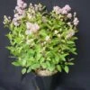Ceanothe Pallidus Marie Simon/pot De 3l - 20/40 Cm -VIDA Plantes Magasin 63ed36ef18a429.90597584