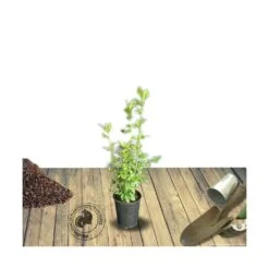 Hibiscus Syriacus French Cabaret® Purple 'mindouv5'/pot De 4l