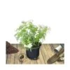 Oranger Du Mexique Ternata White Dazzler® 'londaz'/pot De 7,5l - 60/80 Cm -VIDA Plantes Magasin 63ed378c7b77b7.75202272