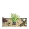 Escallonia X Apple Blossom/pot De 3l - 20/40 Cm -VIDA Plantes Magasin 63ed379786e989.99123350