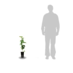 Vigne Vierge Quinquefolia Murorum/pot De 1,5l - Tuteur Bambou 30/60 Cm -VIDA Plantes Magasin 63ed44fee66b07.66423796