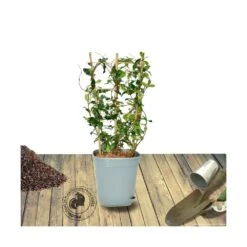Jasmin étoilé Asiaticum Pink Showers®/pot Déco De 4,6l - Echelle 60 Cm -VIDA Plantes Magasin 63ed450fc278a3.01596422