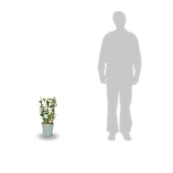 Jasmin étoilé Asiaticum Pink Showers®/pot Déco De 4,6l - Echelle 60 Cm -VIDA Plantes Magasin 63ed450fc66427.08737740