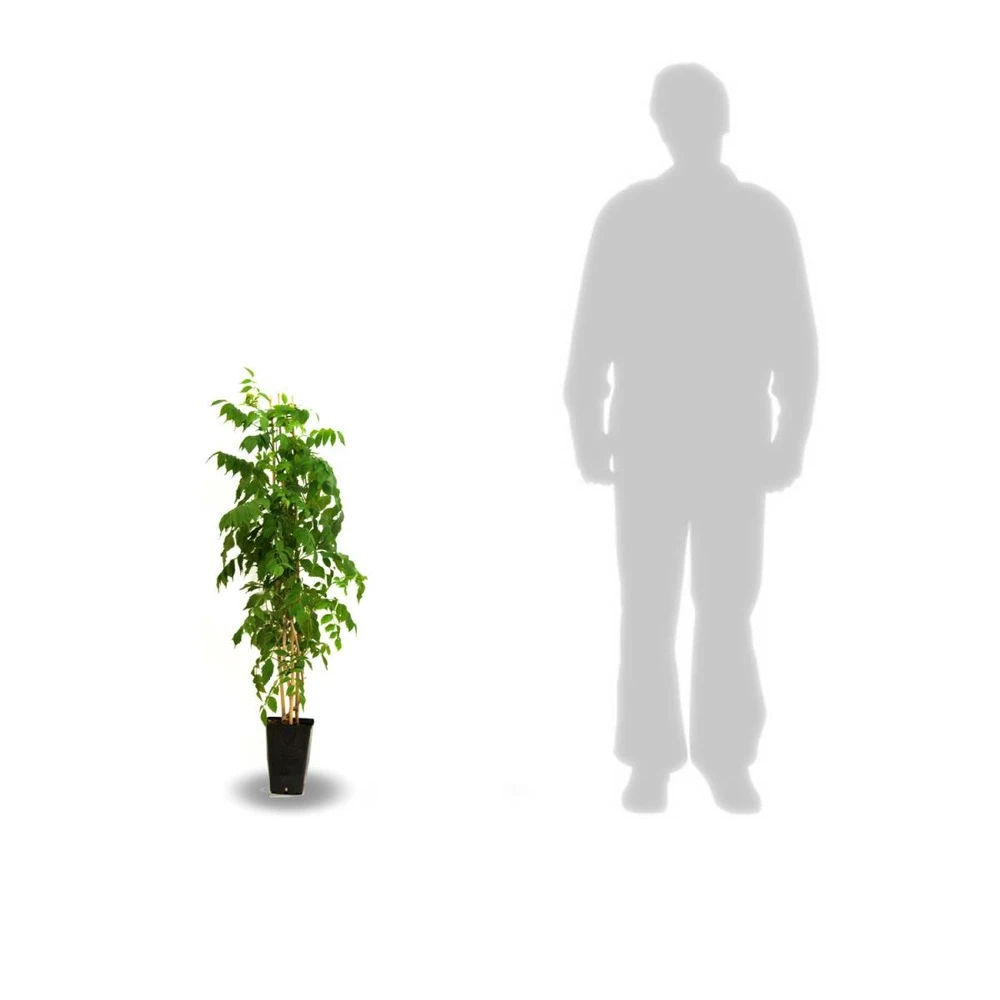 Glycine De Chine Sinensis Caroline/pot De 3l - Echelle Bambou 60/120 Cm 5 Glycine De Chine Sinensis Caroline/pot De 3l - Echelle Bambou 60/120 Cm â Image 3