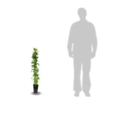 Clématite Viticella John Howells® 'zojohnhowells'/pot De 3l - Echelle Bambou 60/120 Cm -VIDA Plantes Magasin 63ed45e0200346.01372998