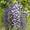 Glycine Du Japon Floribunda Violacea Plena/pot De 3l - 60/120 Cm -VIDA Plantes Magasin 63ed46536eba93.00505295