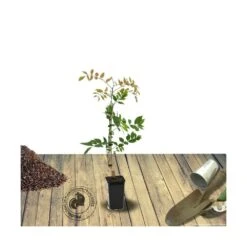Glycine Soyeuse Venusta/pot De 1,5l - Tuteur Bambou 30/60 Cm -VIDA Plantes Magasin 63ed465f488bc2.56066408