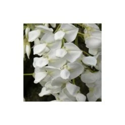 Glycine Soyeuse Venusta/pot De 1,5l - Tuteur Bambou 30/60 Cm -VIDA Plantes Magasin 63ed465f4c45d3.73963000