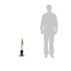 Clématite Ruutel/pot De 2l -VIDA Plantes Magasin 63ed46b01e5f62.84286256