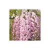 Glycine Du Japon Floribunda Pink Ice/pot De 3l - Echelle Bambou 60/120 Cm -VIDA Plantes Magasin 63ed46d88758f3.09494521