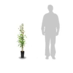 Jasmin Blanc Officinale/pot De 3l - Echelle Bambou 60/120 Cm -VIDA Plantes Magasin 63ed46ecabc502.91203662