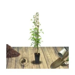 Jasmin Blanc Officinale/pot De 3l - Echelle Bambou 60/120 Cm -VIDA Plantes Magasin 63ed46ecb28500.28435483